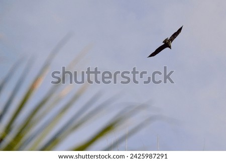 Bald Eagle (Haliaeetus leucocephalus) in flight along hiking trail at Manatee Viewing Center