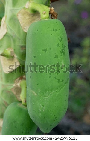 Single of raw papaya fruit on a green tree that fills the area of the tree. Picture vertical view.