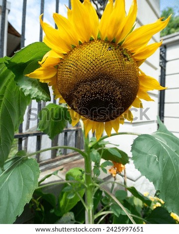 blooming sunflower and metal fence background on a crisp sunny day in summer