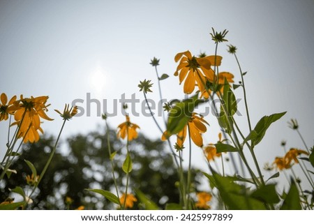 yellow flowers and green leaves on tall stems against a clear sky with vignetting