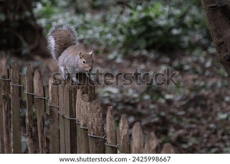 Portrait of a cute Eastern Gray Squirrel (Sciurus carolinensis) perched on rustic wooden fence in natural park. Space for text, Selective focus.
