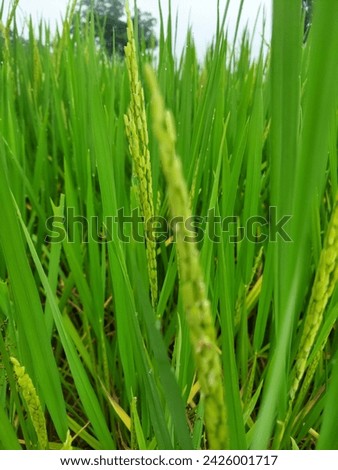 Grain from the grain field , farmers valuable thing Royalty-Free Stock Photo #2426001717