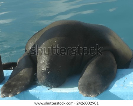 Manatee leaning on the edge of the pool