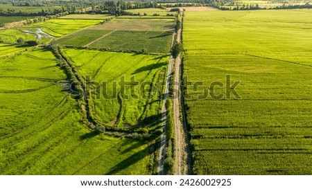 Drone view of rice field in Chile region Maule