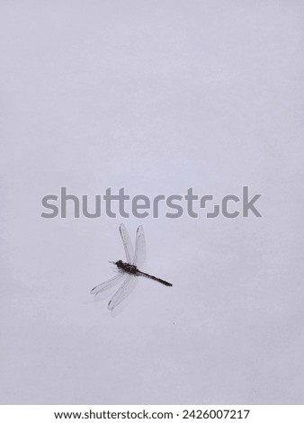 close up capung or anisoptera, isolated on white background