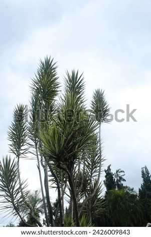 This tree-like yucca is an extremely ornamental, slow-growing evergreen, with a perfectly symmetrical pom-pom-like form