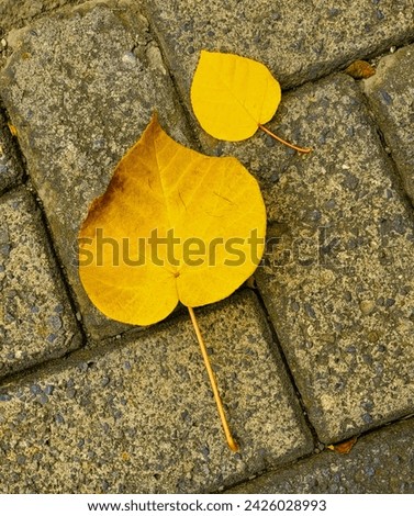 Scenic composition capturing the essence of autumn with cottonwood leaves gracefully arranged atop weathered concrete blocks. Royalty-Free Stock Photo #2426028993