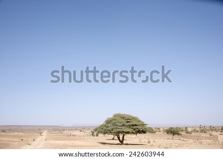A lonely acacia tree growing on the side of a road that continues far in the horizon in the Sahara desert in Morocco in the spring.