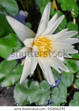 White lotus flowers symbolize respect and purity. White lotus flowers represent purity and respect for the Buddha, Dhamma, and monks. Thais like to plant them as offerings to Buddha statues.
