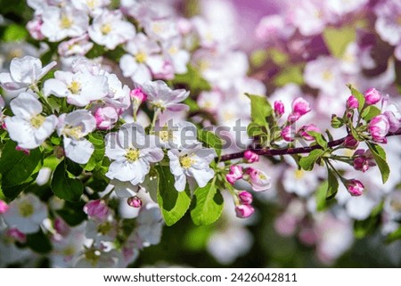 appletree blossom branch in the garden in spring  Royalty-Free Stock Photo #2426042811