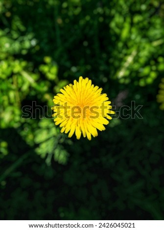 A crisp picture of a bright yellow flower grown on frsh green grass.