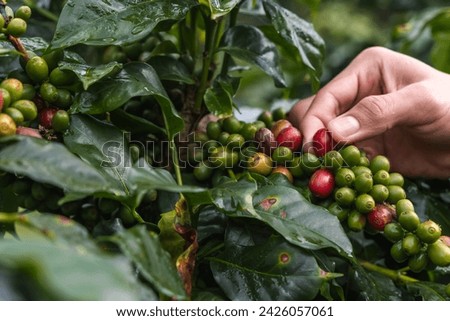 Close up coffee farmer handpicking red coffee cherries on tree in coffee plantations Royalty-Free Stock Photo #2426057061
