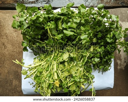 a bunch of watercress plants or the Latin name Nasturtium microphyllum, fresh green in color