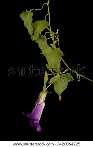 Trailing Snapdragon (Maurandya scandens). Flowering Shoot Closeup Royalty-Free Stock Photo #2426064225