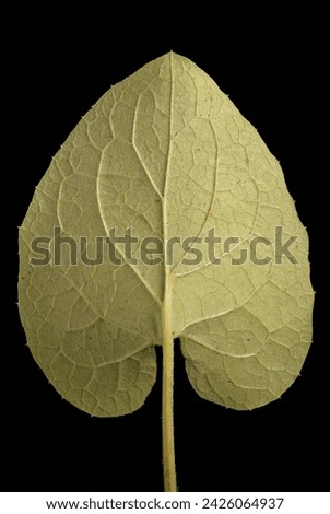 Greater Burdock (Arctium lappa). Basal Leaf Closeup Royalty-Free Stock Photo #2426064937