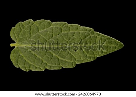 Common Skullcap (Scutellaria galericulata). Isolated Leaf Closeup Royalty-Free Stock Photo #2426064973