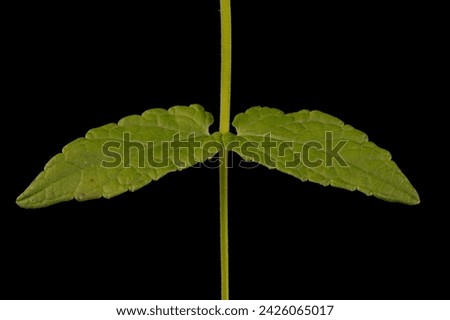 Common Skullcap (Scutellaria galericulata). Leaf Pair Closeup Royalty-Free Stock Photo #2426065017