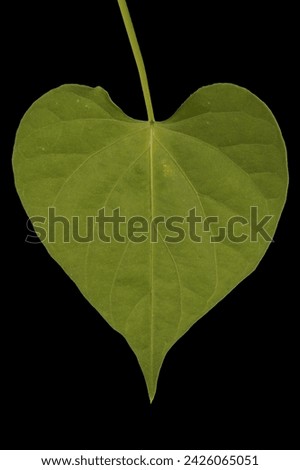 Common Morning-Glory (Ipomoea purpurea). Leaf Closeup Royalty-Free Stock Photo #2426065051