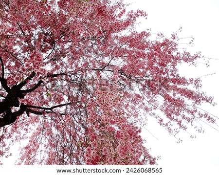 Weeping Cherry Blossom looks like waterfall