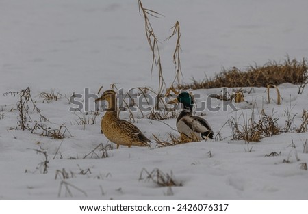 Two beautiful ducks on the snow in a field near a pond