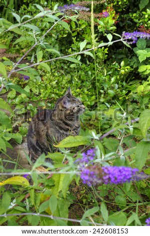 A Cat Relaxes in a Garden Full of Flowers