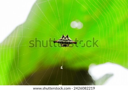 Spider web set isolated on dark background. Spooky Halloween cobwebs with spiders. Outline vector illustration