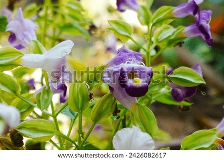 purple color flowers with bush background