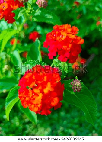 Close-up of stunning red Lantana Camara(Red or Wild or Yellow sage,Shrub Verbena) Flower with dewdrop, buds and leaves ultra hd hi-res stock image photo picture selective focus top ankle view.