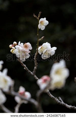 Plum blossoms starting to bloom, black background, Tottori Prefecture, Ochidani Park