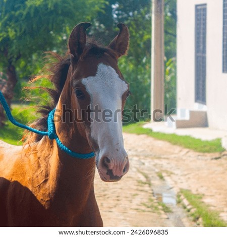 Young horse with grace. A random picture of a young horse in a small village.