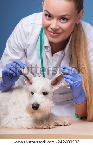 He is a cute little guy. Closeup of a female vet checking the ears of a very cute terrier dog lying on the table against blue background