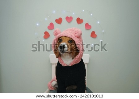 Beagle dog wearing pink bear costume pink hearts background Valentine's Day                Royalty-Free Stock Photo #2426101013