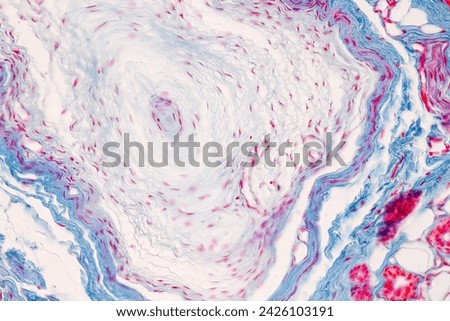 Backgrounds of Characteristics Touch corpuscles in Human skin under the microscope for education in laboratory. Royalty-Free Stock Photo #2426103191