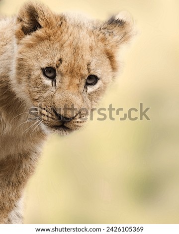 Lion lion picture high quality picture animals picture 