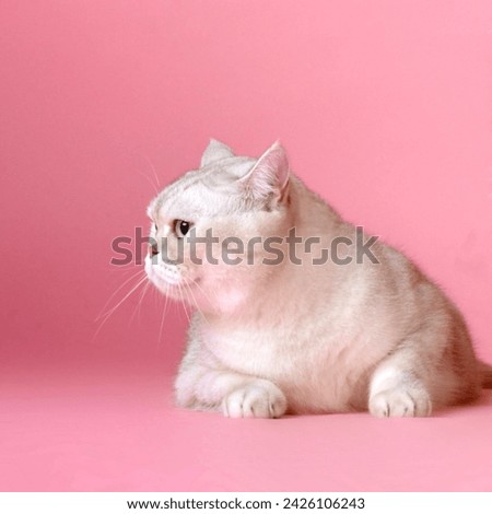 Cat pictures animal picture high quality cat picture 