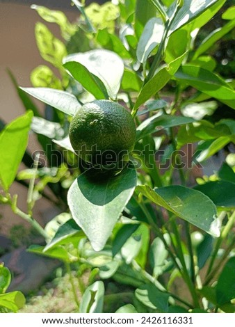 close-up photo of fresh limes on the tree. organic citrus fruit,