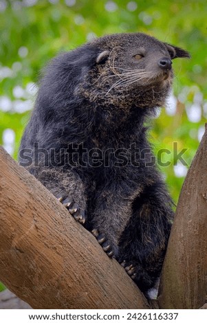 Binturong or bearcat (Arctictis binturong) on a tree