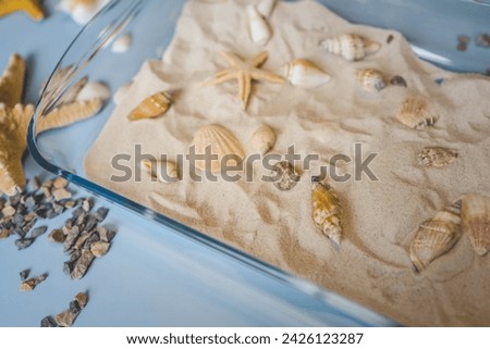 A child studies sand and shells, an idea for an activity with a child.