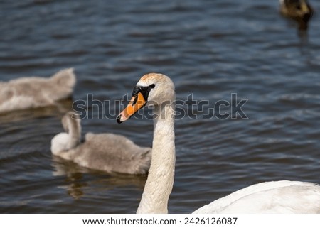 grey chicks of the white sibilant swan with grey down, young small swans with adult swans parents Royalty-Free Stock Photo #2426126087