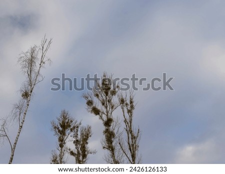 deciduous trees with white mistletoe and without foliage, trees affected by white mistletoe in winter