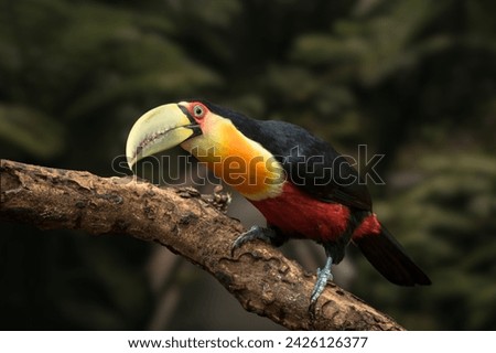 green-billed toucan - red-breasted toucan.(Ramphastos dicolorus)
