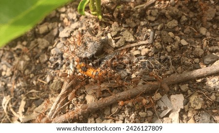 Red ants, also known as fire ants, are fascinating creatures that thrive in various habitats around the world. These industrious insects are characterized by their vibrant reddish-brown coloration 