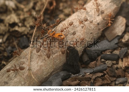 Red ants, also known as fire ants, are fascinating creatures that thrive in various habitats around the world. These industrious insects are characterized by their vibrant reddish-brown coloration 