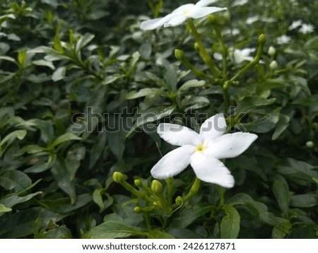 A close-up photo of a vibrant green bush covered in small, white, star-shaped flowers.