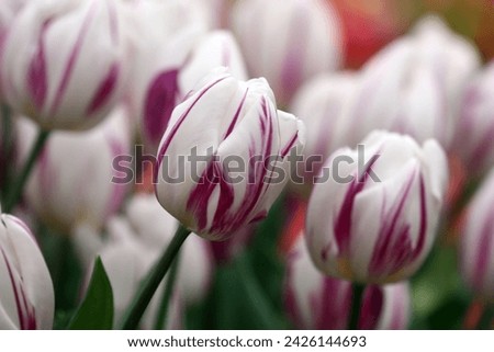 White Tulips  with crimson strokes    the close up fading  horizontally. Macro. Liliaceae Family. Tulipa.