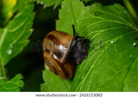Oxychilus alliarius , commonly known as the garlic snail or garlic glass-snail. Royalty-Free Stock Photo #2426153083