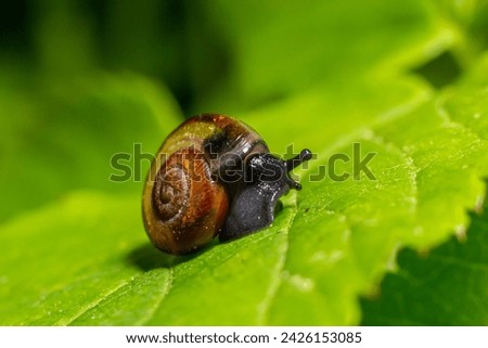 Oxychilus alliarius , commonly known as the garlic snail or garlic glass-snail. Royalty-Free Stock Photo #2426153085