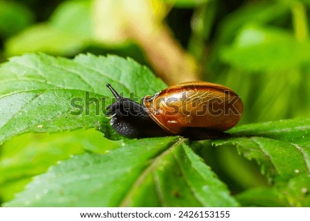 Oxychilus alliarius , commonly known as the garlic snail or garlic glass-snail. Royalty-Free Stock Photo #2426153155
