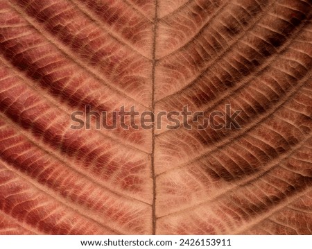 close up dry brown leaf texture ( autumn leaf )