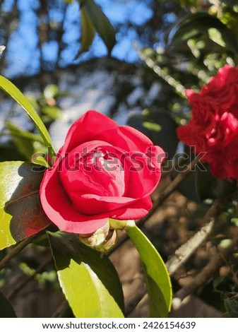 Camellia or winter rose  It is a beautiful flower.  Flowers bloom in winter  A mix between a rose and a peony.